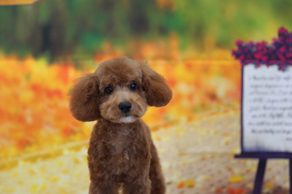 今日のワンコ Pooch 岡谷市 諏訪市 辰野町での犬 猫のトリミング ペットホテル