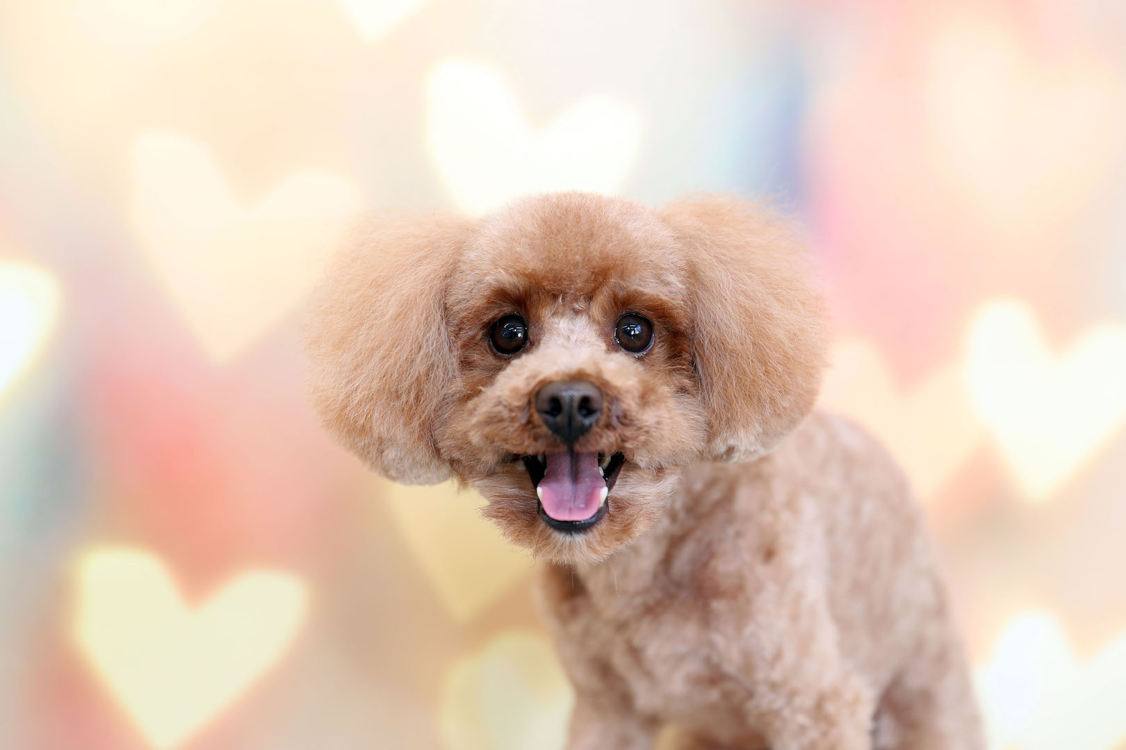 今日のワンコ Pooch 岡谷市 諏訪市 辰野町での犬 猫のトリミング ペットホテル